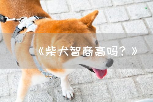 <strong>《柴犬智商高吗？》</strong>