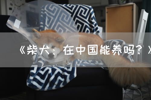 《柴犬：在中国能养吗？》