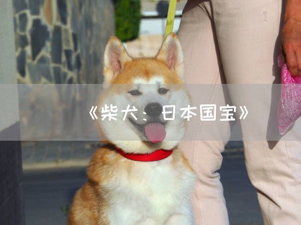《柴犬：日本国宝》