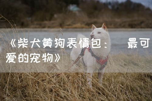 《柴犬黄狗表情包：ط最可爱的宠物》