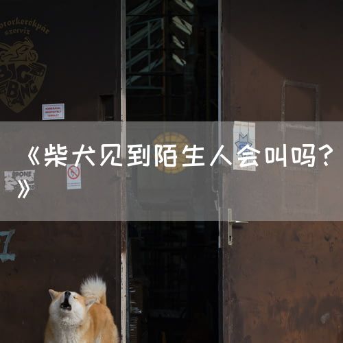 <strong>《柴犬见到陌生人会叫吗？》</strong>