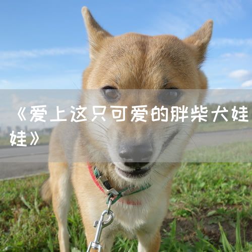 <strong>《爱上这只可爱的胖柴犬娃娃》</strong>