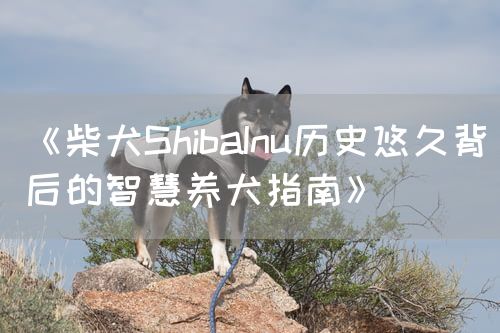 《柴犬ShibaInu历史悠久背后的智慧养犬指南》