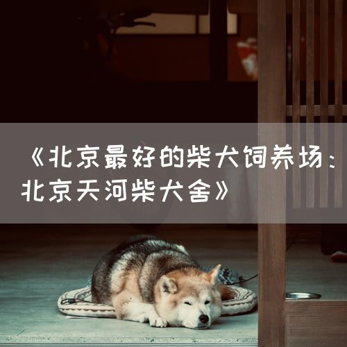《北京最好的柴犬饲养场：北京天河柴犬舍》