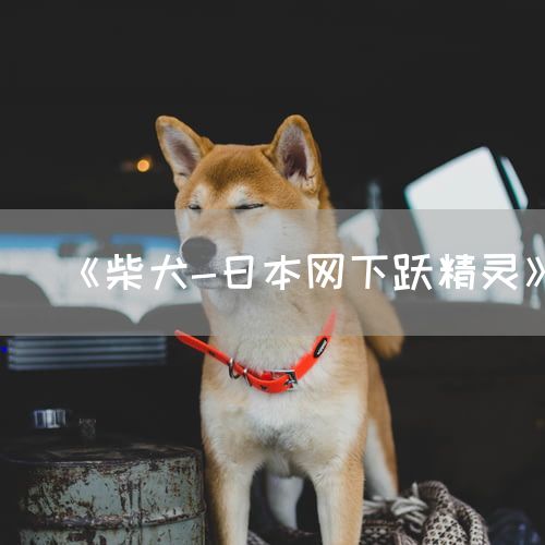《柴犬-日本网下跃精灵》