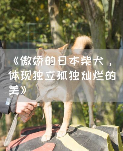 《傲娇的日本柴犬，体现独立孤独灿烂的美》