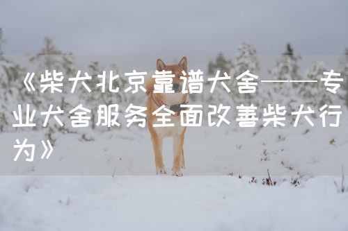 《柴犬北京靠谱犬舍——专业犬舍服务全面改善柴犬行为》