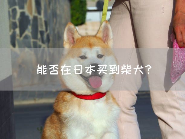 能否在日本买到柴犬？