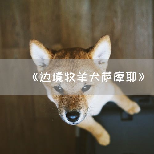<strong>《边境牧羊犬萨摩耶》</strong>
