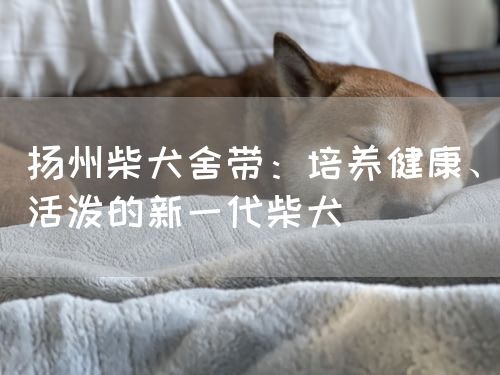 扬州柴犬舍带：培养健康、活泼的新一代柴犬