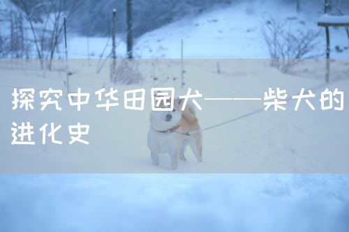 探究中华田园犬——柴犬的进化史
