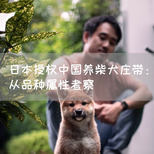 日本授权中国养柴犬庄带：从品种属性考察