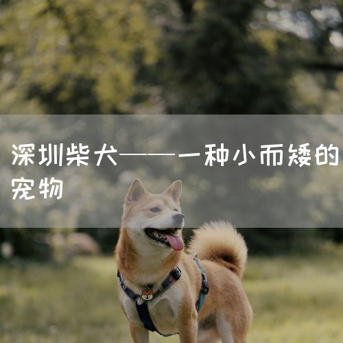 深圳柴犬——一种小而矮的宠物