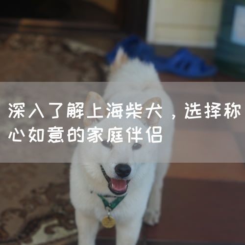 深入了解上海柴犬，选择称心如意的家庭伴侣