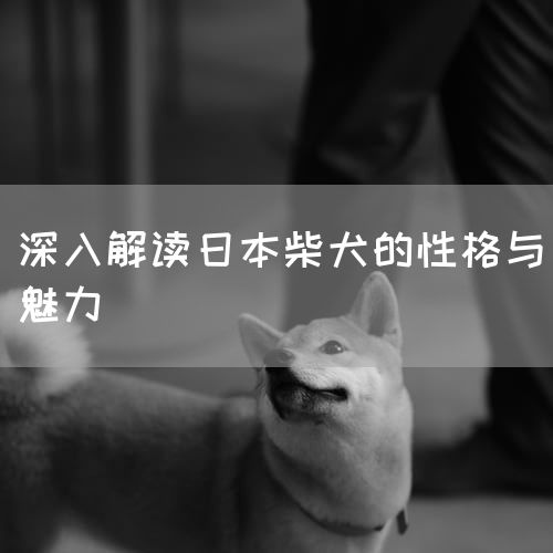 深入解读日本柴犬的性格与魅力