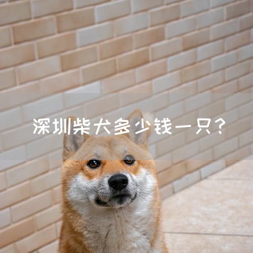 深圳柴犬多少钱一只？