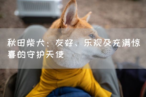 秋田柴犬：友好、乐观及充满惊喜的守护天使