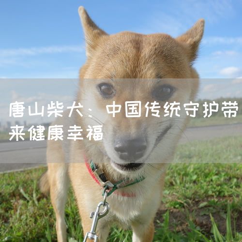 唐山柴犬：中国传统守护带来健康幸福