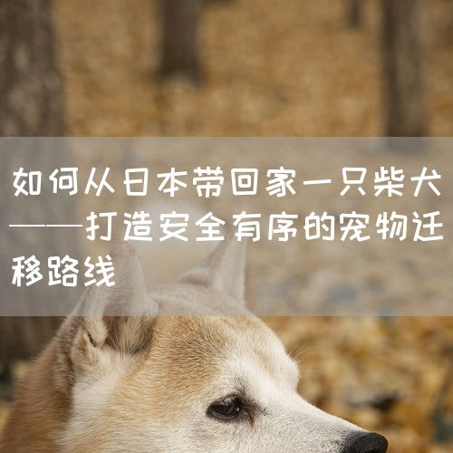 如何从日本带回家一只柴犬——打造安全有序的宠物迁移路线