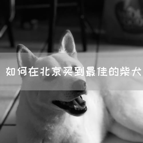 如何在北京买到最佳的柴犬